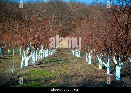 Cherry trees in march treated with Bordeaux mixture to combat mildew. Stock Photo