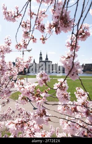 Dresden, Germany. 04th Apr, 2021. An ornamental cherry blossoms against the backdrop of the old town with the Catholic Court Church. Credit: Sebastian Kahnert/dpa-Zentralbild/dpa/Alamy Live News Stock Photo