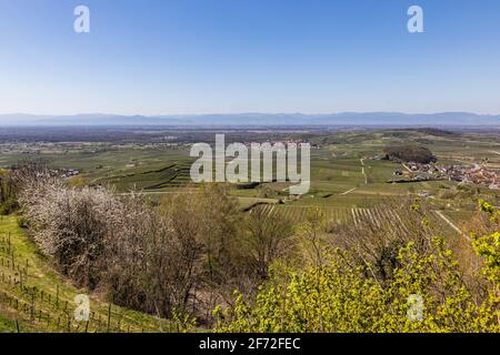 Vogtsburg Im Kaiserstuhl, Germany. 04th Apr, 2021. Fresh leaves and buds hang on the trees while in the background the Rhine valley and the Vosges can be seen. Many people take advantage of the sunny weather on Easter Sunday for excursions into nature. Credit: Philipp von Ditfurth/dpa/Alamy Live News Stock Photo