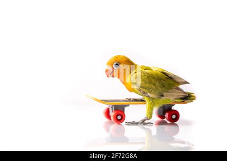Colourful love bird chick on a skateboard on a white background Stock Photo