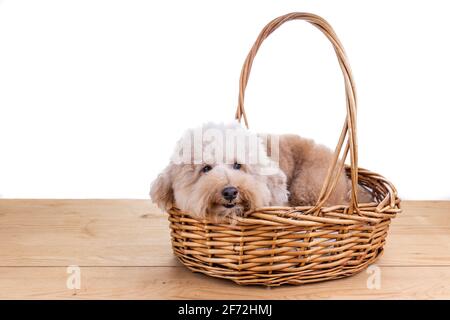 Cute poodle dog resting in rattan basket bed on wooden floor Stock Photo