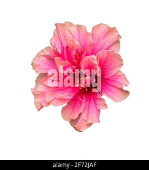 Close up beautiful Thailand Pink Hibiscus on its own tree or Chaba Soun in Thailand language, the background of green leaves, dew on flowers and leave Stock Photo