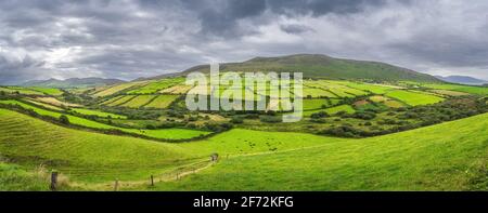 cattle in field farmland countryside Stock Photo - Alamy