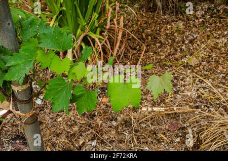Isolated Grape Vine Stock Photo