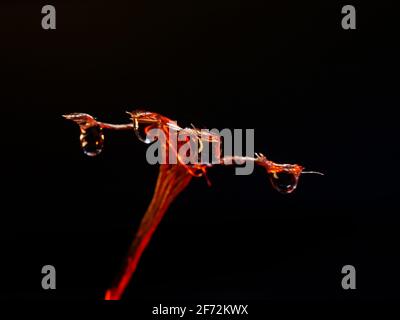 Abstract Macro Photography droplets, glass and metal Stock Photo