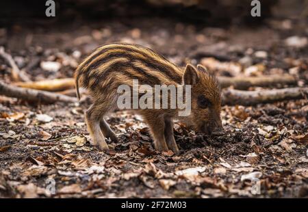 Baby wild boar digging for food in the ground, surrounded by leaves Stock Photo