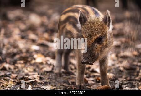 Baby wild boar surrounded by leaves closeup portrait Stock Photo
