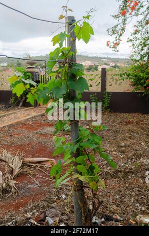 Grape Vine Supported On Metal Pipe Stock Photo