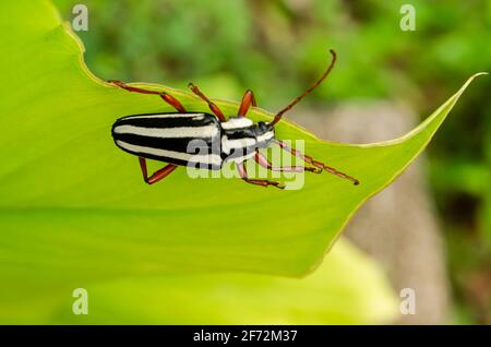 Black And White Striped Beetle On Leaf