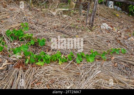 Grape Vine Running On Covered Ground Stock Photo