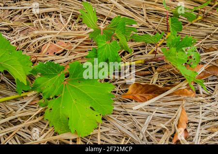 Leaves Of Grape Vine On the Ground Stock Photo