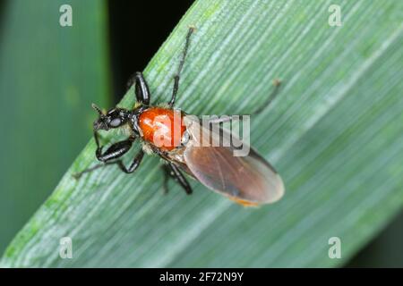 Bibio hortulanus is a fly from the family Bibionidae called March flies and lovebugs. Larvae of this insects live in soil and damaged plant roots. Stock Photo