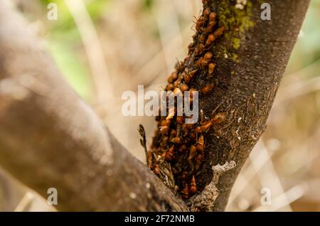 Young Ants On Tree Bark Stock Photo