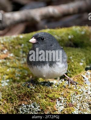 Junco bird male standing on  moss with a blur background and enjoying its environment and habitat in the forest. Image. Picture. Portrait. Photo. Stock Photo