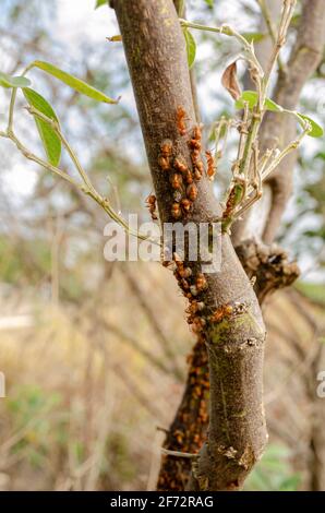 Ants On Tree Bark Stock Photo