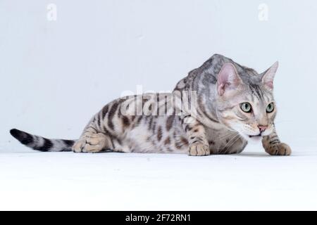 Silver Bengal Cat in studio Stock Photo