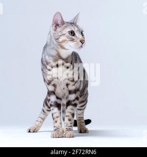 Silver Bengal Cat in studio Stock Photo