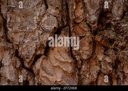 Avet Gros de les Molleres monumental tree fir tree in the