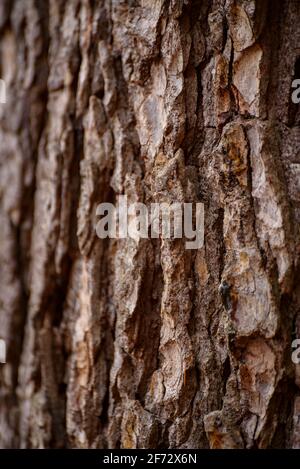 Avet Gros de les Molleres monumental tree fir tree in the