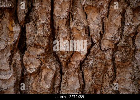 Avet Gros de les Molleres monumental tree fir tree in the