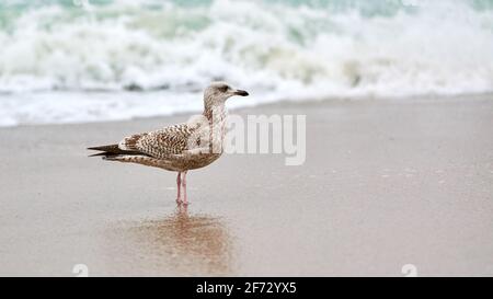 Young yellow-legged gull, Larus michahellis, walking on seashore near Baltic sea. Close up view of juvenile seagull standing on sandy beach. Stock Photo