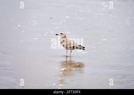 Young yellow-legged gull, Larus michahellis, walking on seashore near Baltic sea. Juvenile seagull standing on sandy beach. Stock Photo