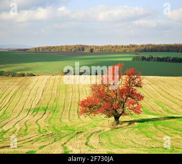 Cherry tree in full autumn colour on harvested field, red leaves, Harz foreland, Saxony-Anhalt, Germany Stock Photo