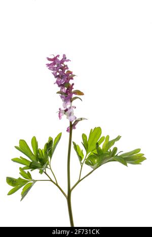 Red-flowered hollow larkspur (Corydalis cava) on white ground, Germany Stock Photo