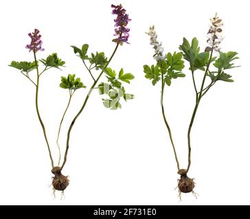 White and red hollow larkspur (Corydalis cava) white ground, Germany Stock Photo