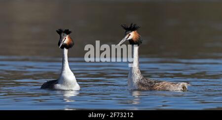 Pair of Great crested grebe, Podiceps cristatus, mating ceremonies