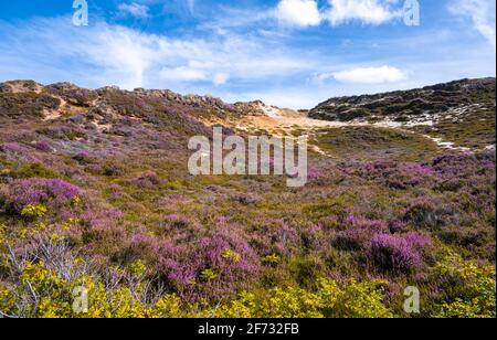 Dunes and heath landscape, Morsum cliff, Sylt, North Frisian Island, North Sea, North Frisia, Schleswig-Holstein, Germany Stock Photo