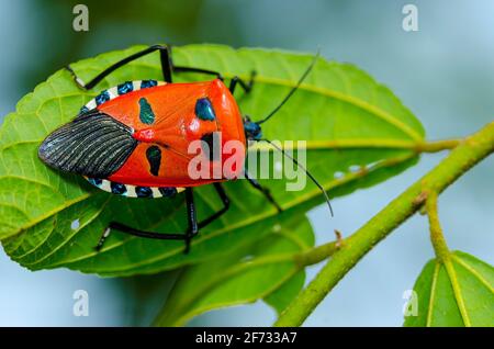 Man-Faced Stink Bug (Catacanthus incarnatus) Stock Photo