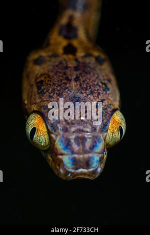 Cat snake with vertical pupils in extreme closeup. Cat Snake or Boiga Species seen at Amboli, Maharashtra, India Stock Photo