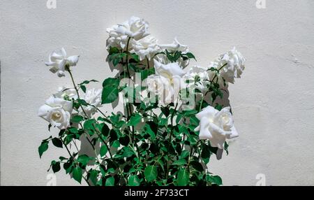 Rosa × alba, the white rose of York on a white wall background. Stock Photo
