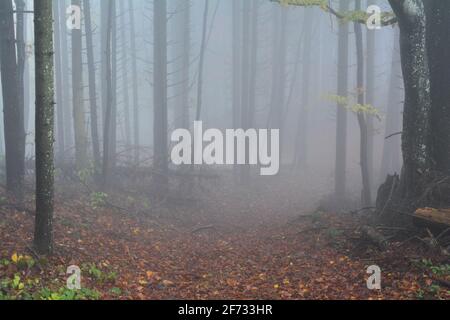 Footpath through late autumn foggy forest in a rainy day, twilight time, mystic and scary atmosphere Stock Photo
