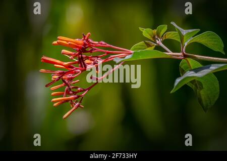 Orange nectar flowers, magnet tree for sunbirds Stock Photo