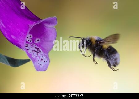 Garden bumblebee (Bombus ruderatus) flies to flower of foxglove, North Rhine-Westphalia, Germany Stock Photo