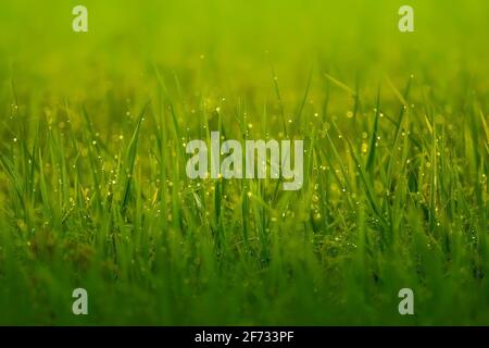 Fresh dew drops on green grass, Jewels of nature Stock Photo