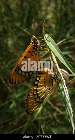 Tawny Coaster mating on a grass blade, beautifully connected t o each other Stock Photo