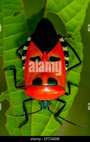 Man-Faced Stink Bug (Catacanthus incarnatus) Stock Photo