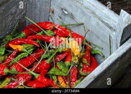 Peppers, hot peppers, chillies, chilli, cayenne, cayenne pepper (Capsicum frutescens) , piri-piri, tabasco, jute bag Stock Photo