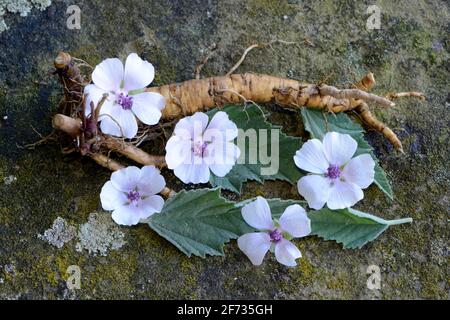 Althaea officinalis (Althea officinalis) Root and flowers, marshmallow root, Ade root, Altee, Alter Thee, Alte Eh, Driant root, Eibsche, river herb Stock Photo