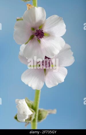 Althaea officinalis (Althea officinalis), Ade root, Altee, Alter Thee, Alte Eh, Driant root, Eibsche, River weed, Healing root, Native root Stock Photo