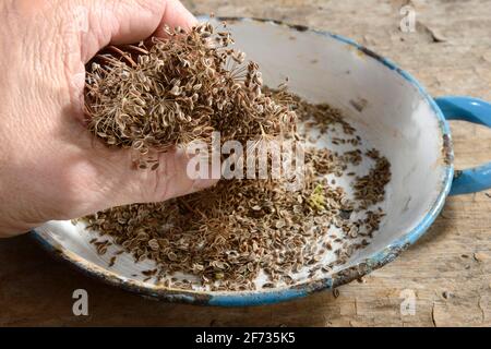 Dill (Anethum graveolens), seed Stock Photo