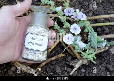 Althaea officinalis (Althea officinalis) roots, marshmallow roots, ade root, old tea, old thee, old eh, driant root, yew, river herb, medicinal root Stock Photo