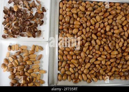 Acorns roasted, English oak, summer oak (Quercus robur), roasted, roasted, peeled, shells, seeds Stock Photo