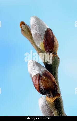 Goat willow (Salix caprea), bud, palm catkin, willow catkin Stock Photo