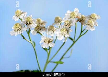 English mace (Achillea decolorans) (Achillea ageratum), sweet Nancy, sweet yarrow Stock Photo