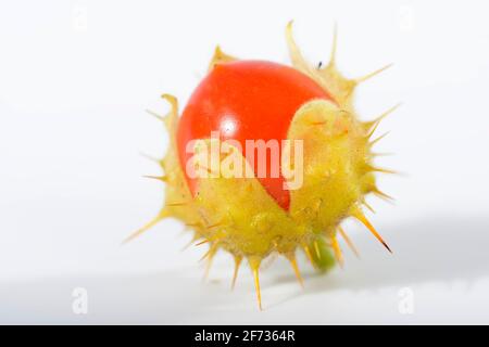 Sticky (Solanum sisymbriifolium) nightshade, fire and ice Stock Photo