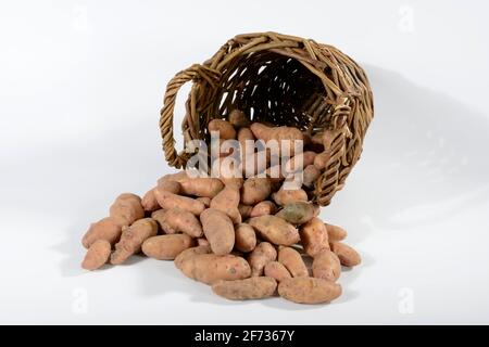 Potatoes (Solanum tuberosum), variety Angelner cone, basket Stock Photo